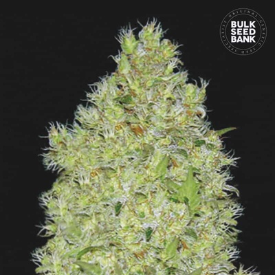 Bulk Seed Bank Chronical semienka neobsahujú THC 100 ks