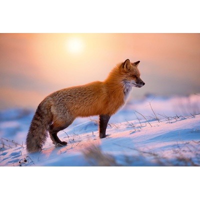 DIMEX ART Флизелинов фототапет лисица в снега 375 x 250 см