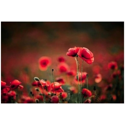 Obraz na plátne - Poppy