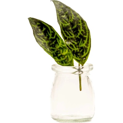 Gardners Aeschynanthus Marmoratus - řízek k zakořenění