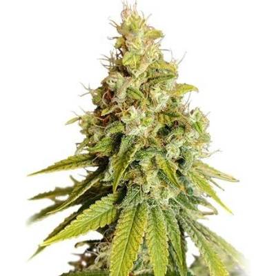 Super Sativa Seed Club Lemon OG semena neobsahují THC 3 ks