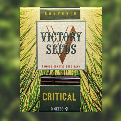Victory Seeds Critical semena neobsahují THC 10 ks