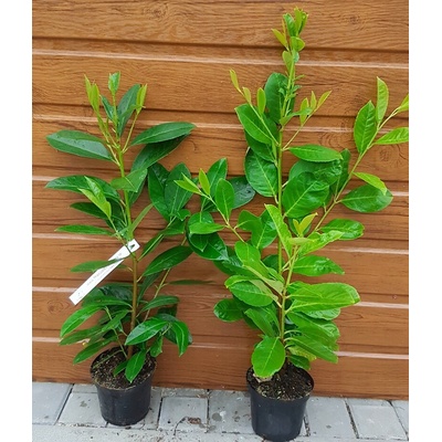 Vavrínovec lekársky (Prunus laurocerasus ´Novita´) veľkosť 60-90cm