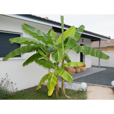 Banánovník japonský, výška 20-40 cm, kvetináč 10,5 cm