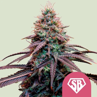 Royal Queen Seeds Super Boof semienka neobsahujú THC 1 ks