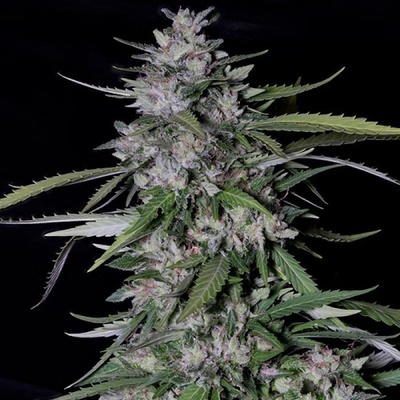 Don Avalanche Seeds Don Forbidden Fruit semena neobsahují THC 5 ks
