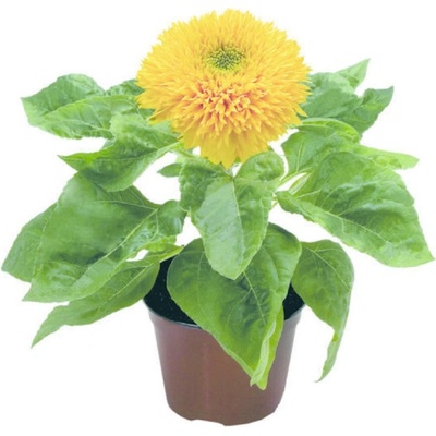 Slnečnica ročná Teddy Bear - Helianthus annuus - semená slnečnice - 15 ks