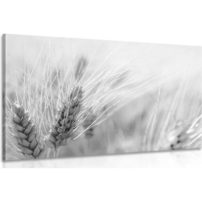 Obraz pšeničné pole v černobílém provedení - 90x60