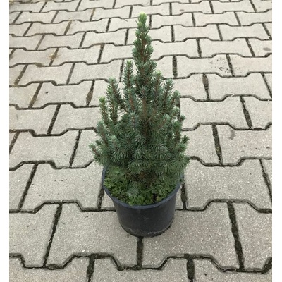 Picea glauca 'Sander's Blue' Prodejní velikost: 020/030, Velikost hrnku: 7,5 l – Hledejceny.cz