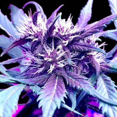 B-S-B Genetics Strawberry Milkshake Auto semienka neobsahujú THC 1 ks