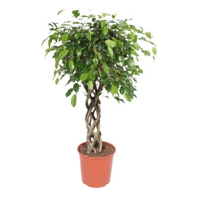 Ficus benjamina stem braided special 30x130 cm
