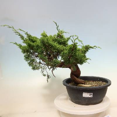 e-bonsai Venkovní bonsai - Juniperus chinensis Itoigawa-Jalovec čínský