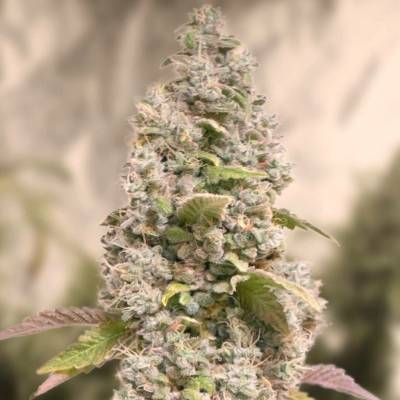 High Speed Buds Gorilla Cookies Fast semena neobsahují THC 1 ks
