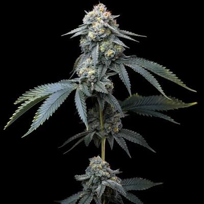 Barney´s Farm Jealousy semena neobsahují THC 10 ks