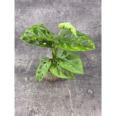 Monstera Adansonii Monkey Mask mini
