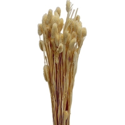 Philaris svazek 80cm/100g bělená