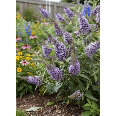 Zakrslý motýlí keř 'Candy Lila Sweet' – Zboží Dáma