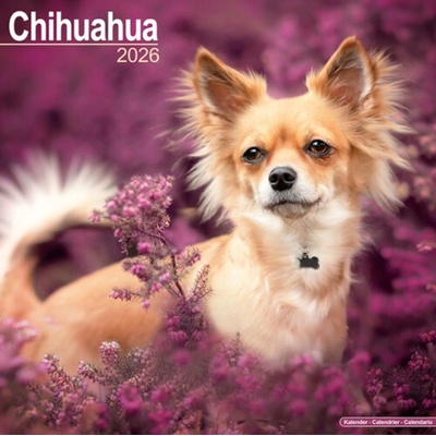 Chihuahua Square Dog Breed Wall 16 Month 2026
