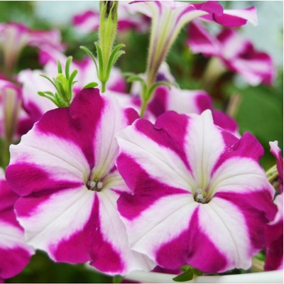 Petúnia Musica F1 Purple Star - Petunia x grandiflora - semená petúnie - 30 ks