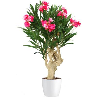 ILA Umělý strom Oleandr Crown Mini (100cm)