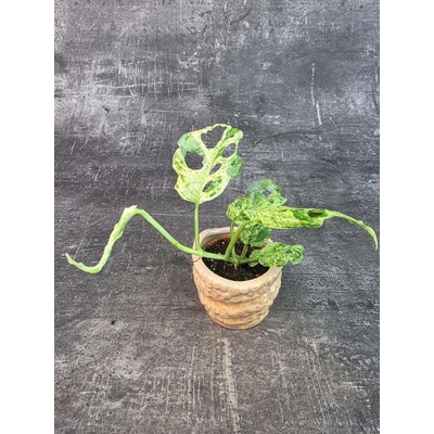 Monstera Frozen Freckles mini (Raritní monstera) – Zboží Dáma
