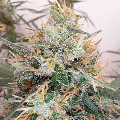Ace Seeds Panama A5 Haze semienka neobsahujú THC 5 ks