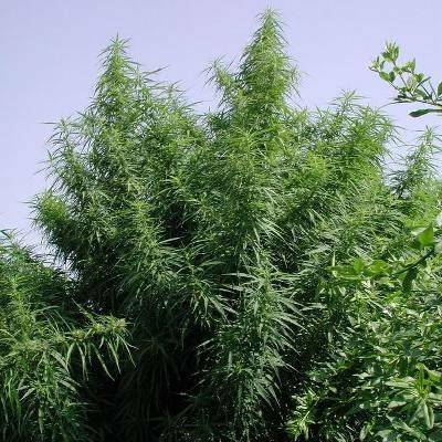 Ace seeds Tropical Mix regular semena neobsahují THC 10ks