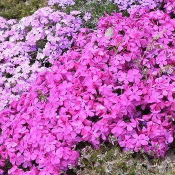 Semená záhradnej plachty 0,2 g viac ako 400 semien