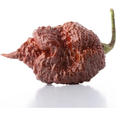 Chilli Carolina Reaper Chocolate - Capsicum Chinense - semená chilli - 5 ks