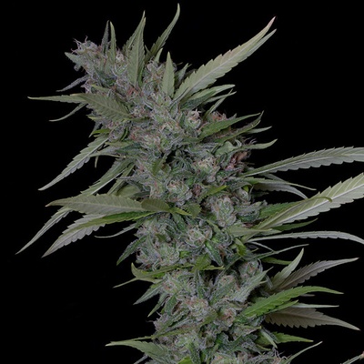 Big Head Seeds Bruce Banner #3 semienka neobsahujú THC 10 ks