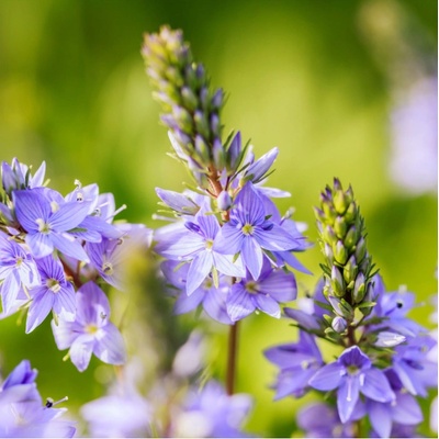 Rozrazil lékařský - Veronica officinalis - osivo rozrazilu - 30 ks