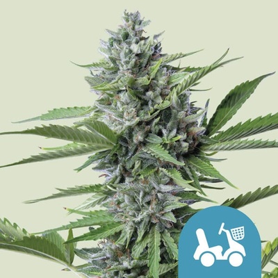 Royal Queen Seeds Fast Eddy Automatic CBD semena neobsahují THC 100 ks