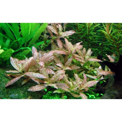 Hygrophila polysperma Rosanervig