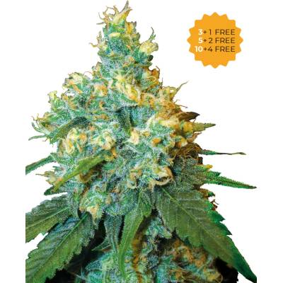 Sensi Seeds Jack Herer semienka neobsahujú THC 10 ks