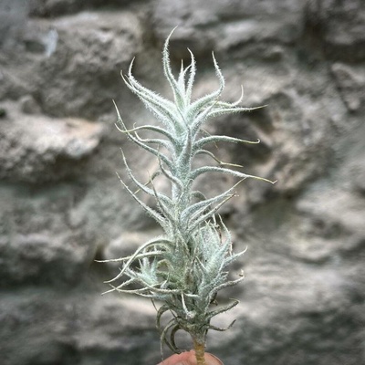 Tillandsia stellifera