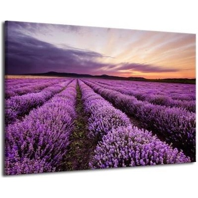 Obraz na plátně-Levandulové pole plátno 1 120x80