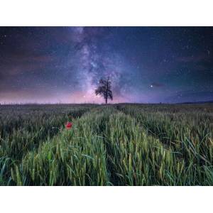 Ravensburger - Puzzle Power of Nature: Night sky over a cornfield - 1 500 piese