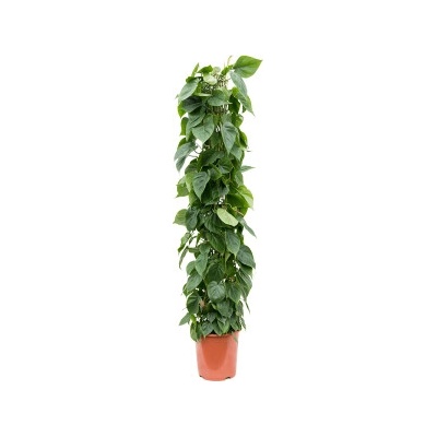 Philodendron scandens Column 27x150 cm