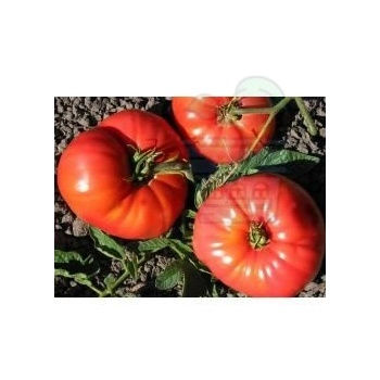 Image 1 of Семена от домати сорт "Балерина" (Ballerina) 15 бр (295471)