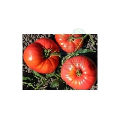 Семена от домати сорт "Балерина" (Ballerina) 15 бр (295471)