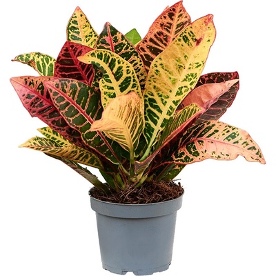 Kroton - Croton Codiaeum variegatum Petra 12x35 cm
