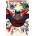 Absolute Kingdom Come | Mark Waid, Alex Ross