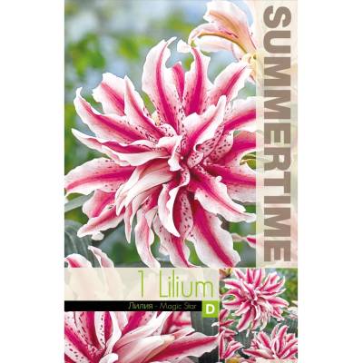 Seklos Лилиум Decorative Double Magic Star - 1 бр луковицa