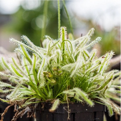 Rosnatka kapská nízká White flower - Drosera Capensis - semena rosnatky - 15 ks