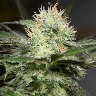 Silent Seeds Lemon Sorbet semena neobsahují THC 3 ks