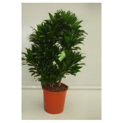 Dracaena fragrans compacta 24x95 cm