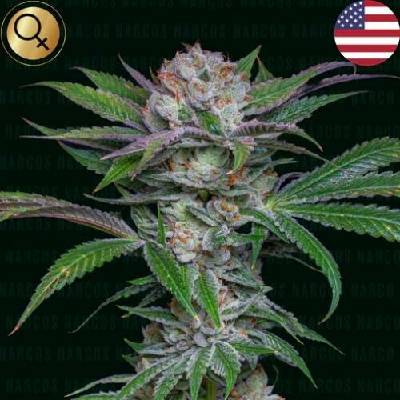 Narcos Seeds Sabroso Cherry semena neobsahují THC 3 ks