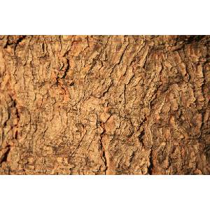 DIMEX ART Флизелинов фототапет текстура на дърво 375 x 250 см