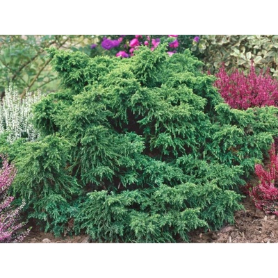 Kryptoméria japonská Yokohama, výška 20-30 cm, kvetináč 19 cm