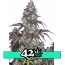 Fast Buds Lemon Pie AUTO semena neobsahují THC 10 ks